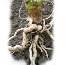 ROOTSTOCK - STRONGMAN - 1000 seeds