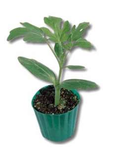 ROOTSTOCK - ARMSTRONG - 1000 seeds