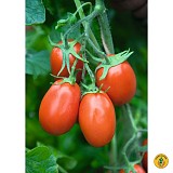 Torquay Tomato Seeds Specialties