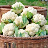 Brigantin Cauliflower Seeds Standard