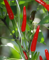 AK-5910- Rawit Red Pepper Seeds