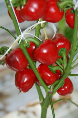AK-5931 Pepper Seeds Hot