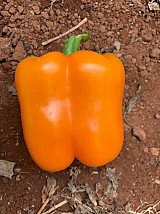 Coloreta F1 Pepper Seeds Blocky Orange