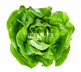 Alanis Lettuce Seeds Butterhead