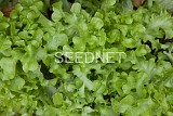 Ashbrook Lettuce Seeds Oak Leaf Green