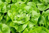 Gardia Lettuce Seeds Butterhead