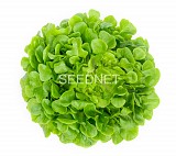 Kipling Lettuce Seeds Oak Leaf Green