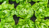 Laruna Lettuce Seeds Butterhead