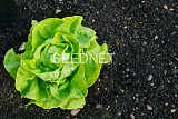Lucernis (N) Lettuce Seeds Butterhead