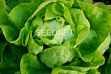 Meteore(P) Lettuce Seeds Butterhead