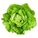 Sandrine (P) Lettuce Seeds Butterhead