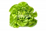 Tizian Lettuce Seeds Butterhead
