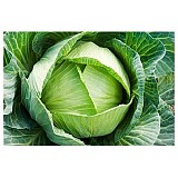 Potomak Cabbage Seeds White