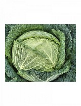 Melissa Cabbage Seeds Savoy