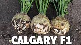 Calgary F1 (P) Celeriac Seeds