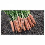 Narbone Carrot Seeds