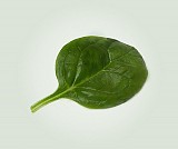 Piano Spinach Seeds