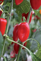 Chili pepper seeds Arwen-250 seeds