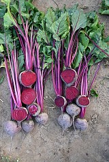 Beetroot seeds SNB 3321 F1 50.000 seeds