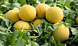 Melon seeds Sirope-500 seeds