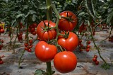 Jomaila F1 Tomato Seeds 1000 seeds