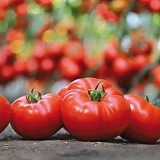 Tomato seeds KS 206-1000 seeds