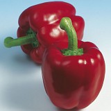 Pepper Seeds Chevy F1-500 Seeds