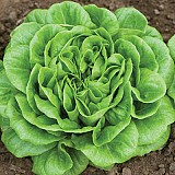 Petrian Lettus Seeds (P) 5.000 seeds