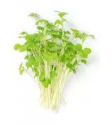 Rape Microgreens Seeds 2.5kg