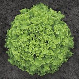 Fragola Lettuce Seeds Batavia 5.000 pills