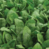 Anlani Spinach Seeds 100.000 seeds