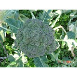 Monopoly Broccoli Seeds 2500 seeds