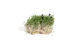 Oregano Microgreens Seeds 50g