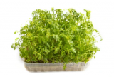 Marigold Microgreens Seeds 500g