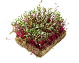 Swiss Chard Pink Microgreens Seeds 1kg