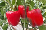 Sensei Pepper Seeds 500 seeds