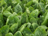 El Hayat Spinach Seeds 100.000 seeds