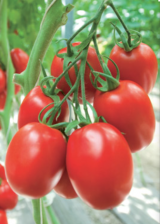 Cascade F1 Tomato Seeds 1000 seeds