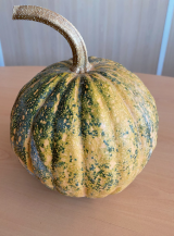 Maukai F1 Pumpkin Seeds 1000 seeds