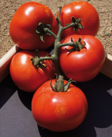 Hamlet F1 Tomato Seeds 1000 seeds