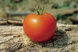 Gordon F1 Tomato Seeds 1000 seeds