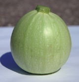 Ice Ball F1 Zucchini Seeds 1000 seeds