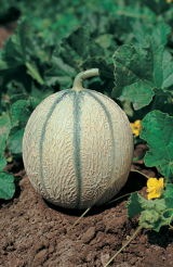 Robinson F1 Melon Seeds 250 seeds