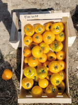 Yellow Donut Tomato Seeds 1000 seeds
