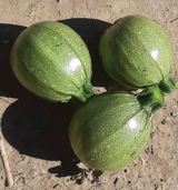 Ortega F1 Zucchini Seeds 1000 seeds