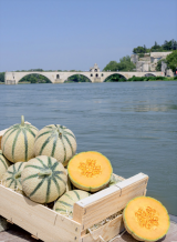 SV6556MC F1 Melon Seeds 1000 seeds