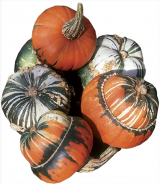 Giraumon Turban Decorative Gourd Seeds 250 seeds