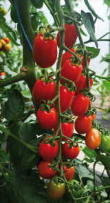 Monterrey F1 Tomato Seeds 1000 seeds