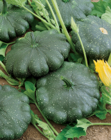 Greendisc Pumpkin Seeds 1000 seeds