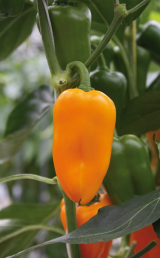 Radja Pepper Seeds 1000 seeds